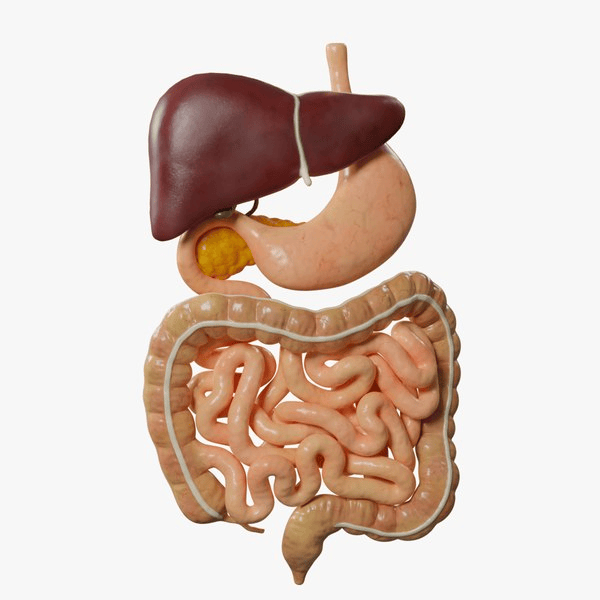 a picture of the digestive organs