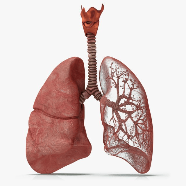 a picture of a lung 